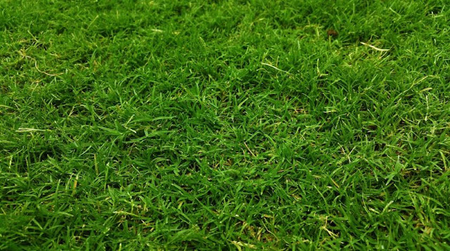 Perbandingan rumput sintetis dan rumput asli