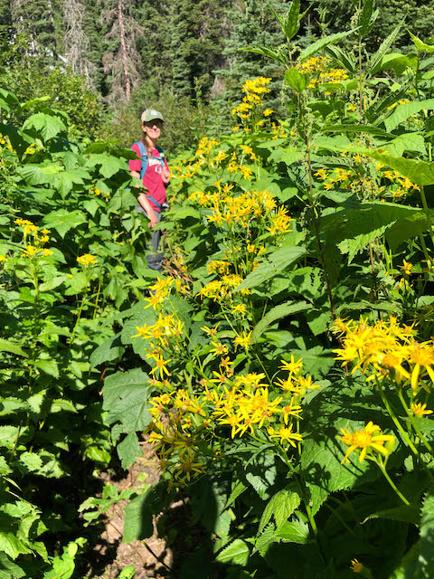 Thick growth on the trail to Florence Falls