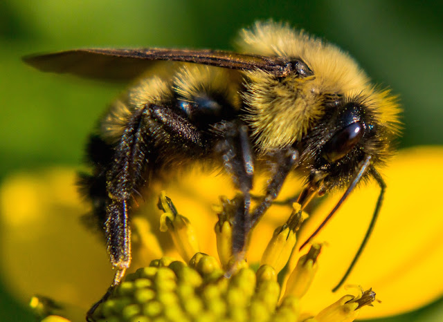 http://davidvoy.photography/nature/insects/bees/bumblebee_flower_8-12-15/