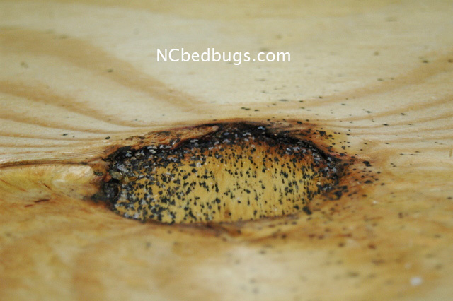 Eggs â€“ How to recognize and identify bed bugs in your infestation (2 ...