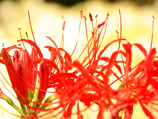 Lycoris radiata