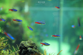 墨田水族館-35