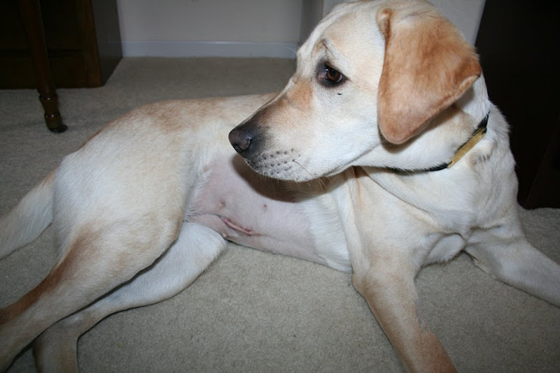 cabana laying with bald tummy exposed so you can see her scar, healed nicely and without stitches