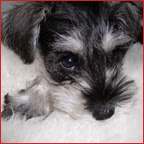 Nixie as a Puppy