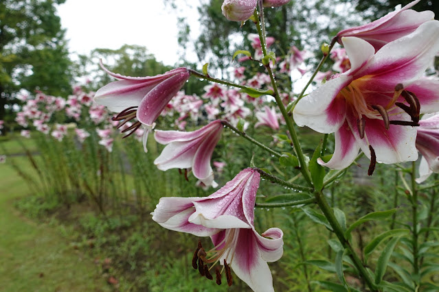 とっとり花回廊のユリ（百合）