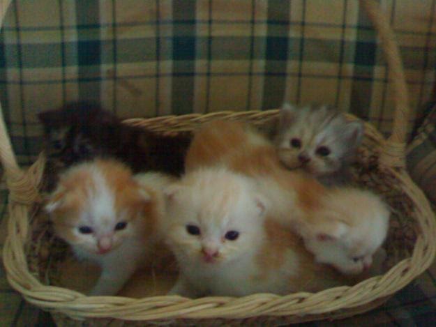 6 Cara Mudah Merawat Anak Kucing Ocim Blog Berita 
