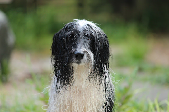 Wet Cosmo Havanese