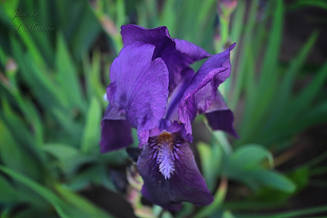 iris