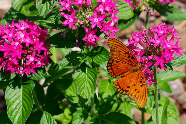 Pentas lanceolata with a gulf fritillary butterfly (Agraulis vanillae)