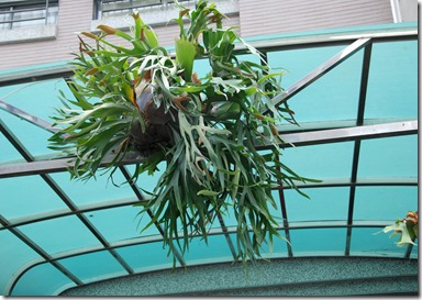 2013-03-03 自家花園 017