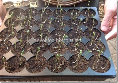seedlings