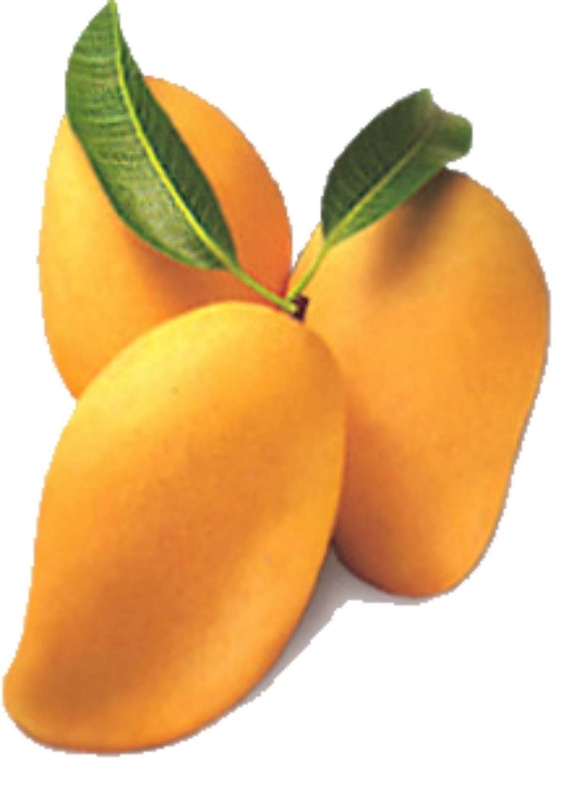 Mango02
