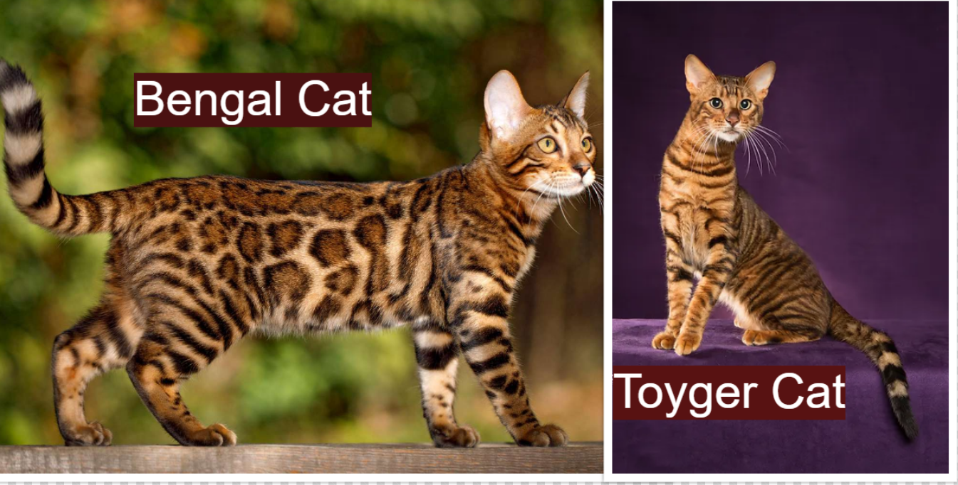Bengal Cat vs Toyger Cat: Coat