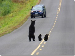 Mama Bear takes on car to protect two cubs, Cassiar Highway