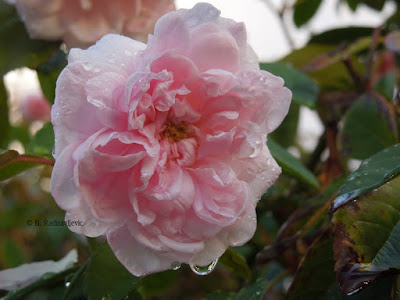 Cecile Brunner Climbing Rose in November, © B. Radisavljevic