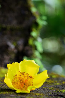 cochlospermum vitifolium