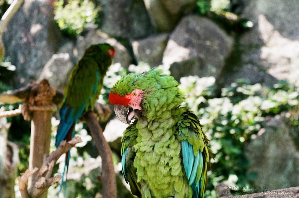 コンゴウインコ