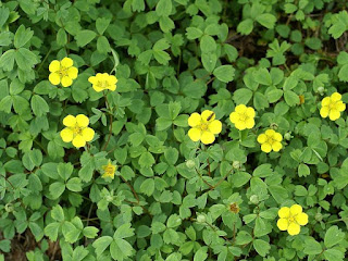 Potentilla cuneata - Potentilla ambigua