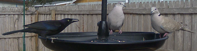 Steve of the Jungle's Wild Backyard Kingdom