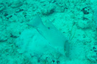 Ponor Key Largo, Florida