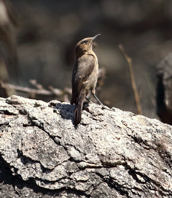 Brown Rock Chat -