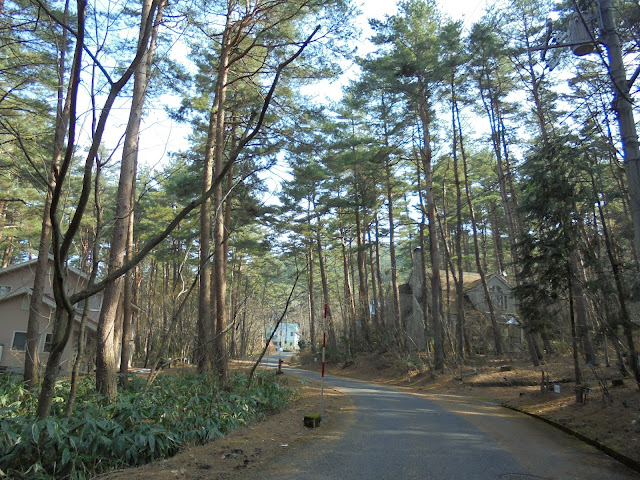 美しい赤松林の道