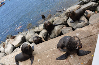 antofagasta