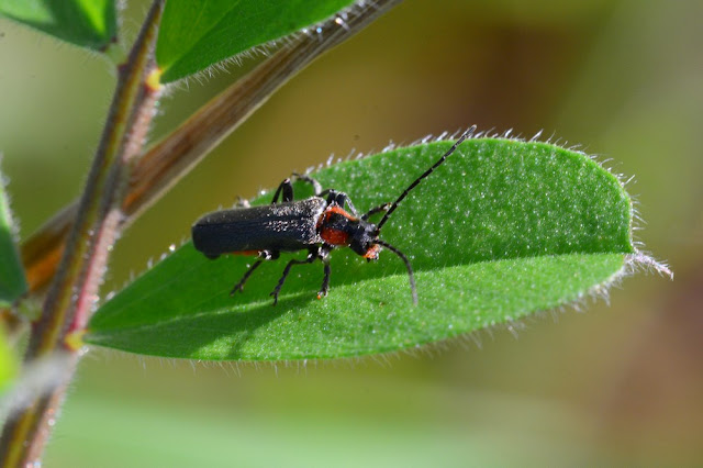 Cantharis praecox