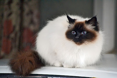 Foto Kucing Birman