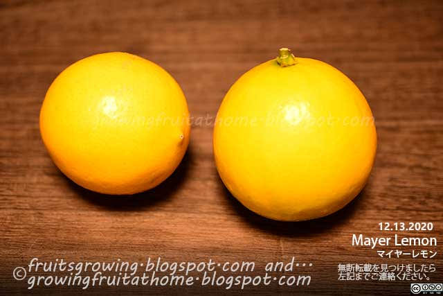 鉢植えレモンとライムの有機栽培の記録19年 年 数年ぶりにライムとマイヤーレモンが採れました