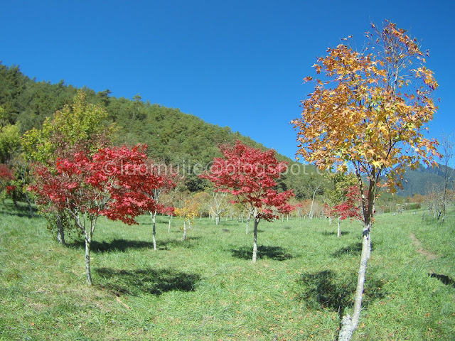 Wuling Farm maple autumn foliage