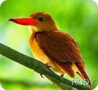 RUDY KINGFISHER