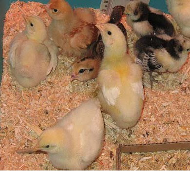 Tips Bisnis Ternak Ayam Kampung