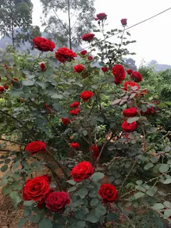 hoa hồng tree rose thân gỗ