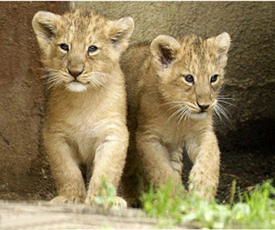 baby_lions_cute_image