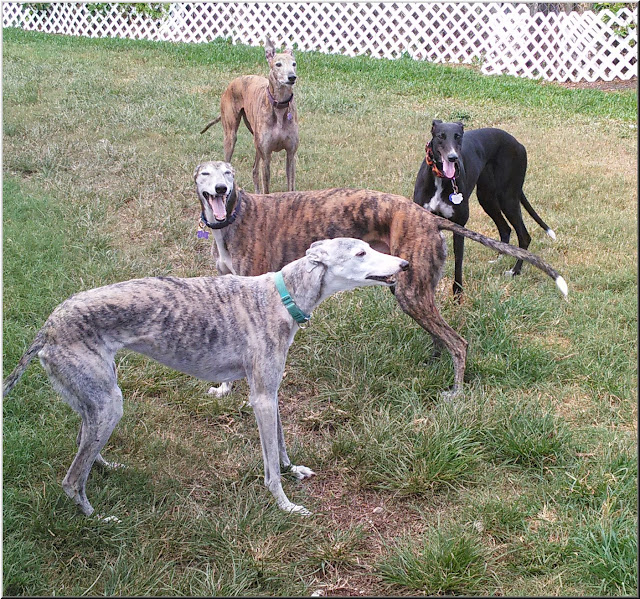 Dusty and the FoG dogs