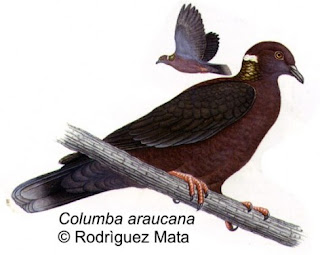 paloma araucana Columba araucana familia Columbidae en Argentina