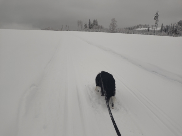 border collie skitur Igletjern