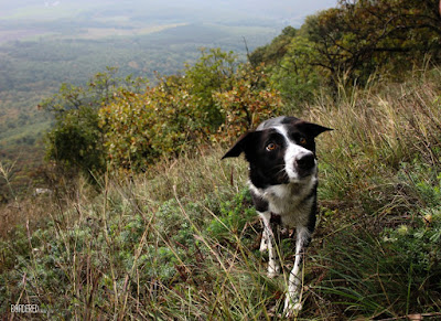 Ruby the border collie