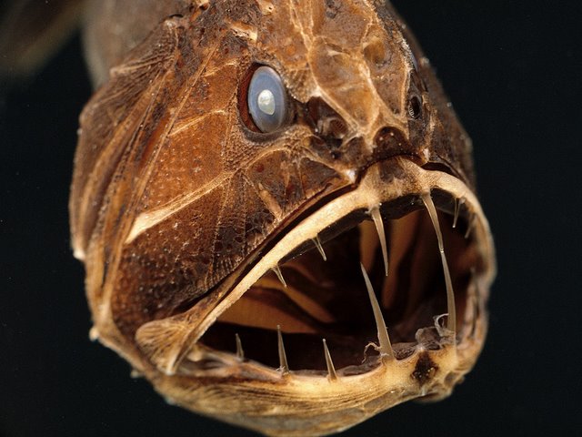Ikan-ikan Paling Buas Di Dunia