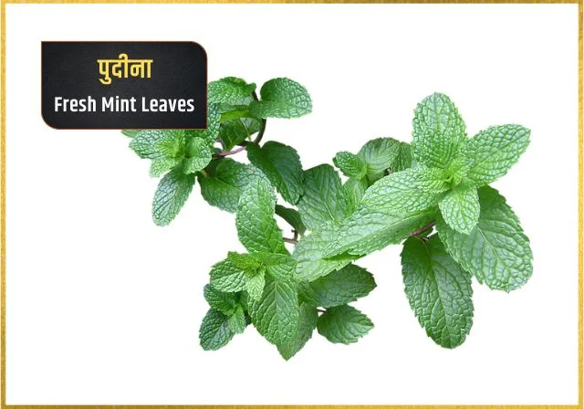 indian mint herb in hindi