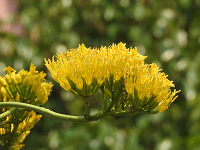 皇冠龍舌蘭的花序