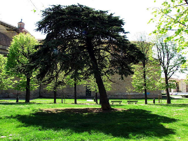 Un albero e la sua ombra, piazza della Vittoria, Livorno