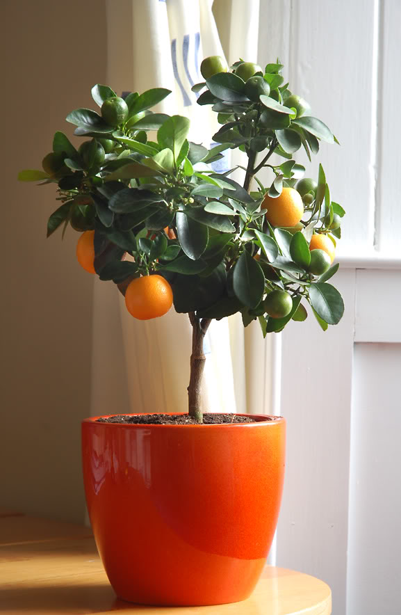 Saiba como plantar frutíferas em vasos Terral