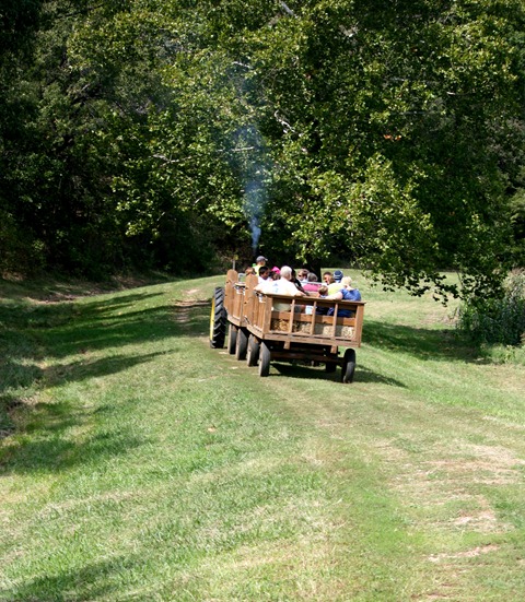 corn maze 2011 122