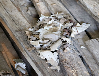 An old rats nest in the wood store