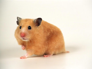 Hamster Wallpapers