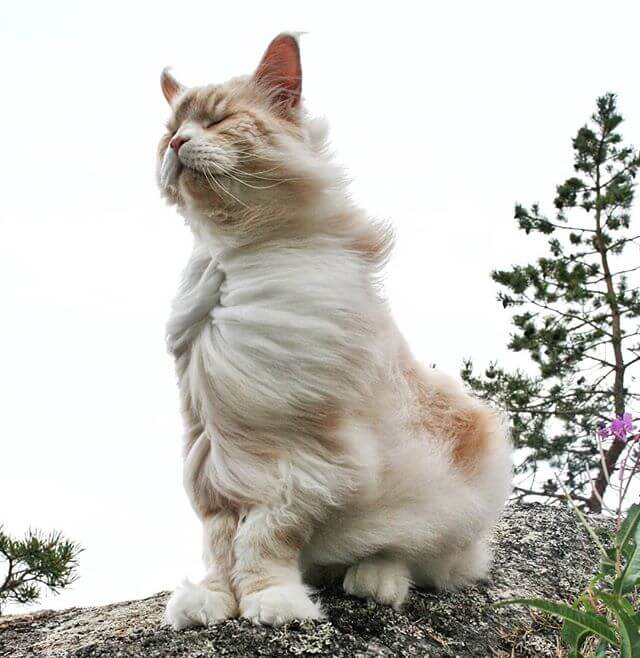 Meet Lotus, A Beautiful Maine Coon Cat, Both Majestic And Adorable