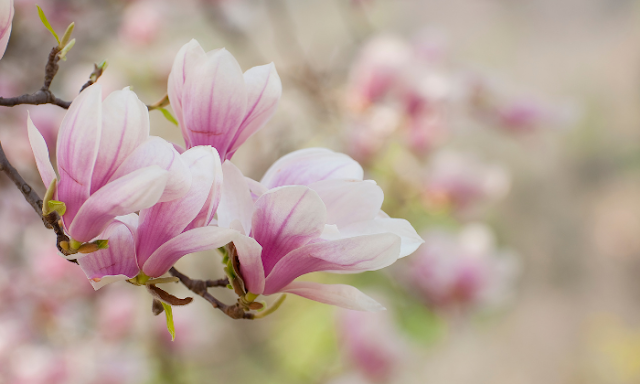 Pink Magnolia Flower