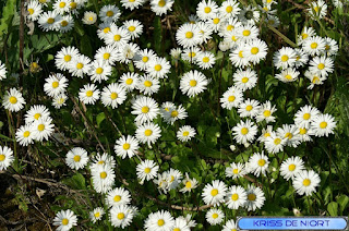 Pâquerette - Bellis perennis